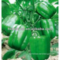 All Kinds Of Green /Red/ Hybird F1/ Bell Pepper Seeds
